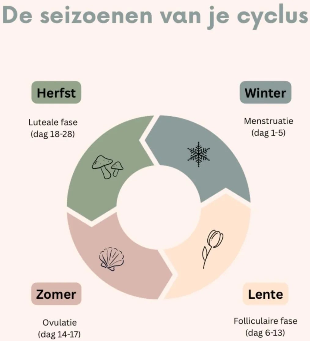 De seizoenen van je cyclus